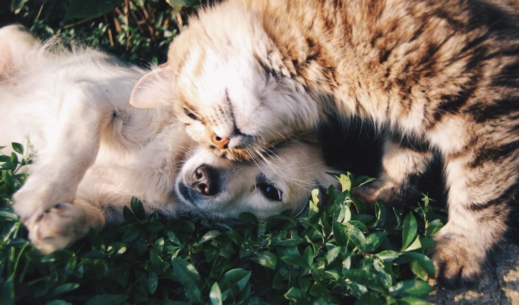 pets and animals Put Supplies
